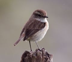 Reunion Stonechat photo 4