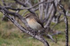 Reunion Stonechat photo 5