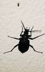 Calosoma peregrinator