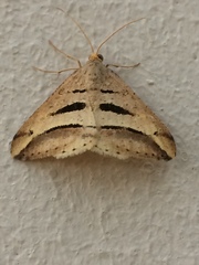 Chiasmia subcurvaria