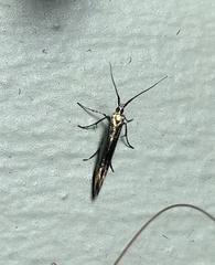 Coleophora deauratella