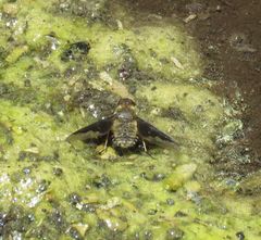 Hemipenthes morioides