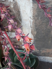 Gibbiflorae