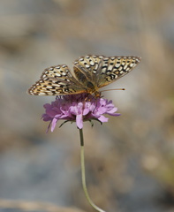 Speyeria callippe callippe