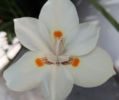 Dietes robinsoniana