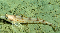 Longspine Combfish photo 5