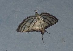 Ravanoa xiphialis