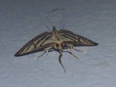 Ravanoa xiphialis