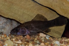 Aphredoderus sayanus