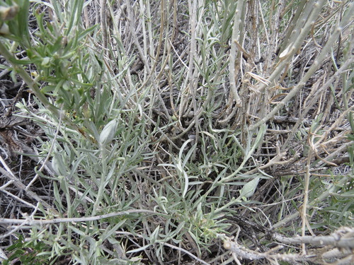 Rabbitbrush stem gall moth photo 5