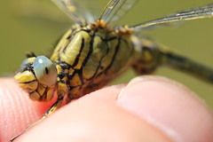 Gomphus pulchellus