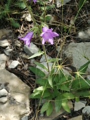 Campanula komarovii