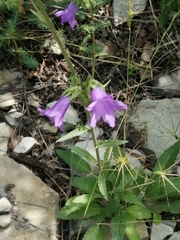 Campanula komarovii