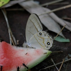 Lethe syrcis
