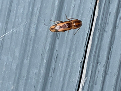 Conoderus vespertinus