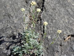 Antennaria rosea confinis