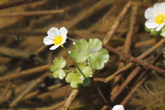 Ranunculus peltatus