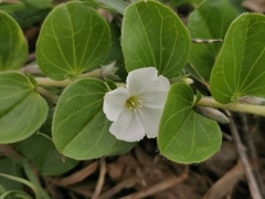 Evolvulus prostratus