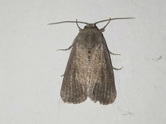 Spodoptera pecten