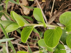 Evolvulus prostratus