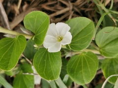 Evolvulus prostratus