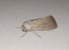 Spodoptera pecten