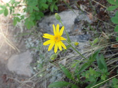 Arnica angustifolia