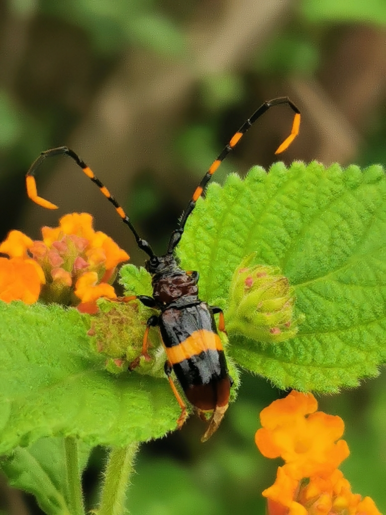 Trachyderes elegans
