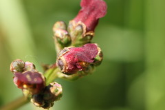Scrophularia auriculata