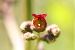Scrophularia auriculata