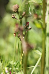 Scrophularia auriculata