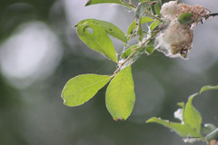 Salix jenisseensis