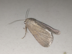Spodoptera pecten
