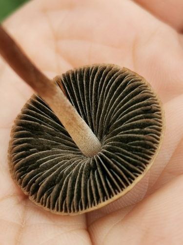 Banded Mottlegill