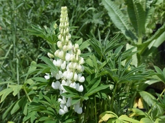 Lupinus albus