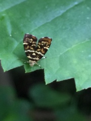 Choreutis japonica