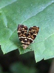 Choreutis japonica