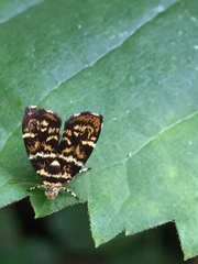 Choreutis japonica