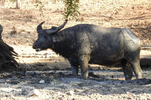 Domestic Water Buffalo