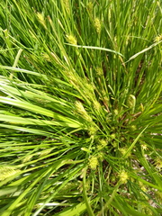 Carex secalina