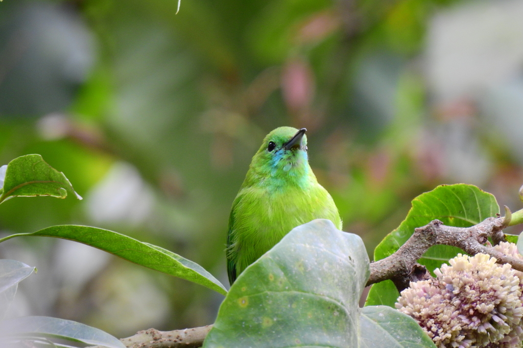 Javan Leafbird photo