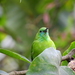 Javan Leafbird - Photo (c) ꦥꦤ꧀ꦗꦶꦒꦸꦱ꧀ꦠꦶꦄꦏ꧀ꦧꦂ, some rights reserved (CC BY), uploaded by ꦥꦤ꧀ꦗꦶꦒꦸꦱ꧀ꦠꦶꦄꦏ꧀ꦧꦂ