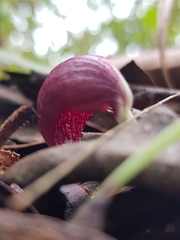 Corybas aconitiflorus