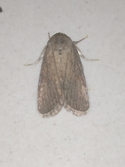 Spodoptera pecten