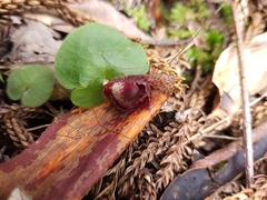 Corybas fimbriatus