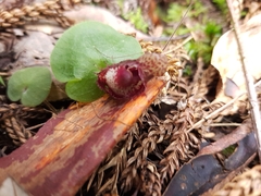 Corybas fimbriatus