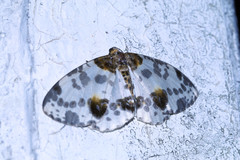 Abraxas kanshireiensis