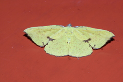Corymica spatiosa