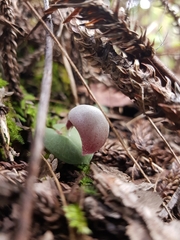 Corybas barbarae