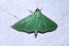 Parotis marginata